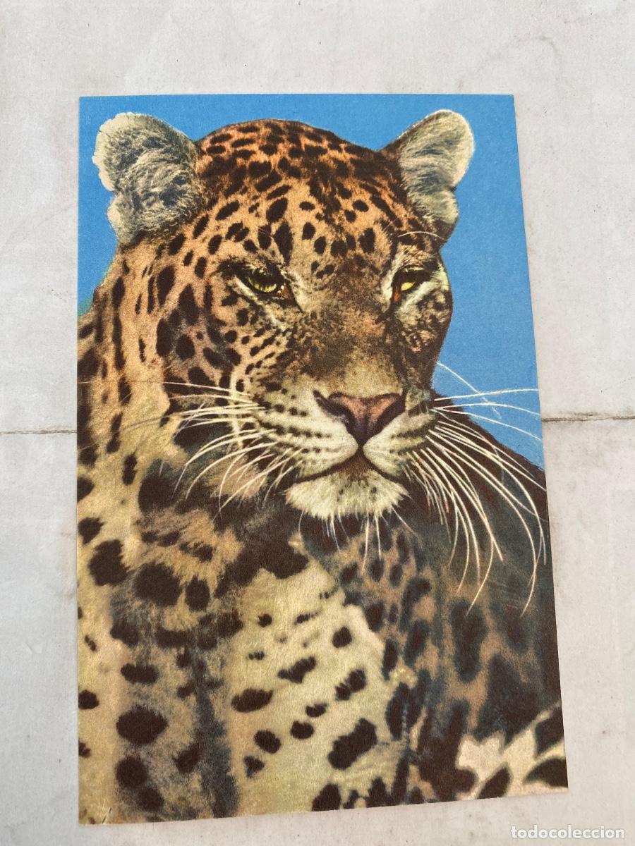 Postales: POSTAL LEOPARD N&ordm; 177. STEHLI - Foto 1