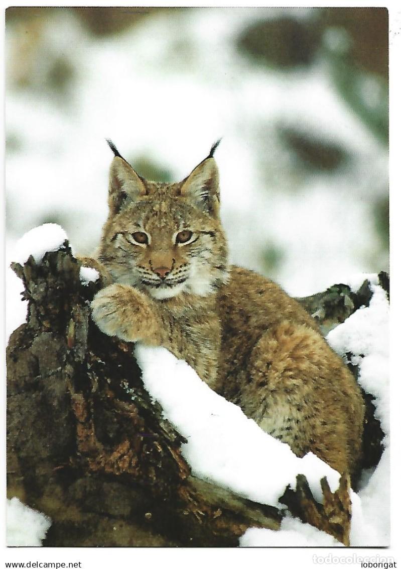 Postales: LINCE / LYNX LYNX / LUCHS / LYNX - Foto 1