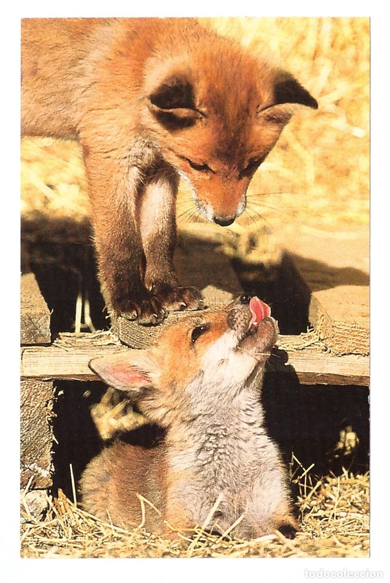 Postales: CACHORROS DE ZORROS &bull; SIN CIRCULAR - Foto 1