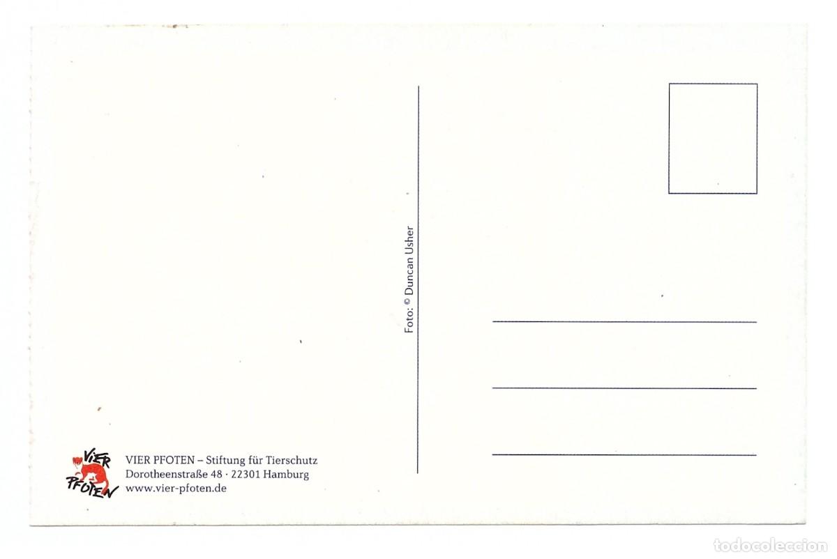 Postales: CACHORROS DE ZORROS &bull; SIN CIRCULAR - Foto 2