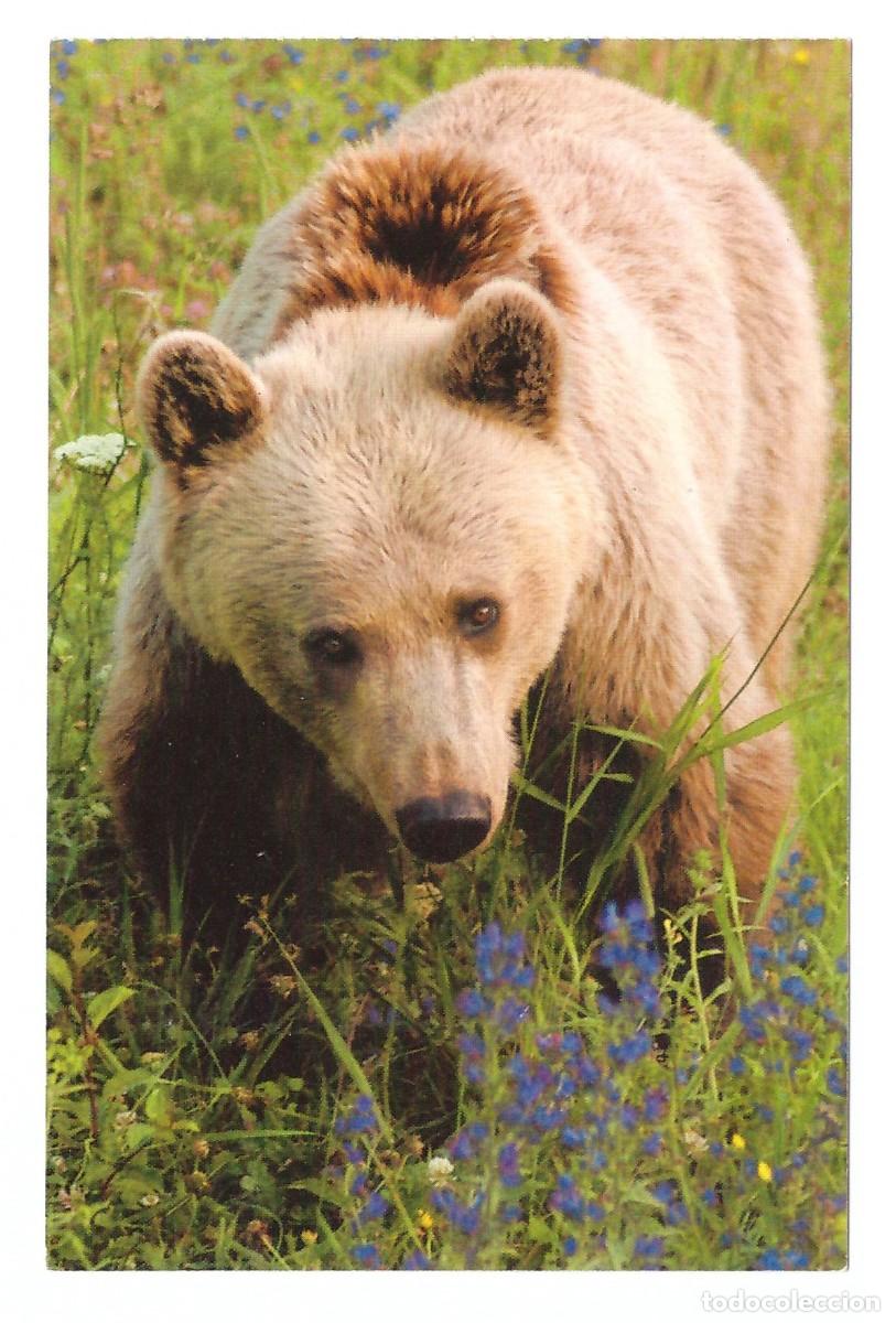 Postales: OSO PARDO &bull; SIN CIRCULAR - Foto 1