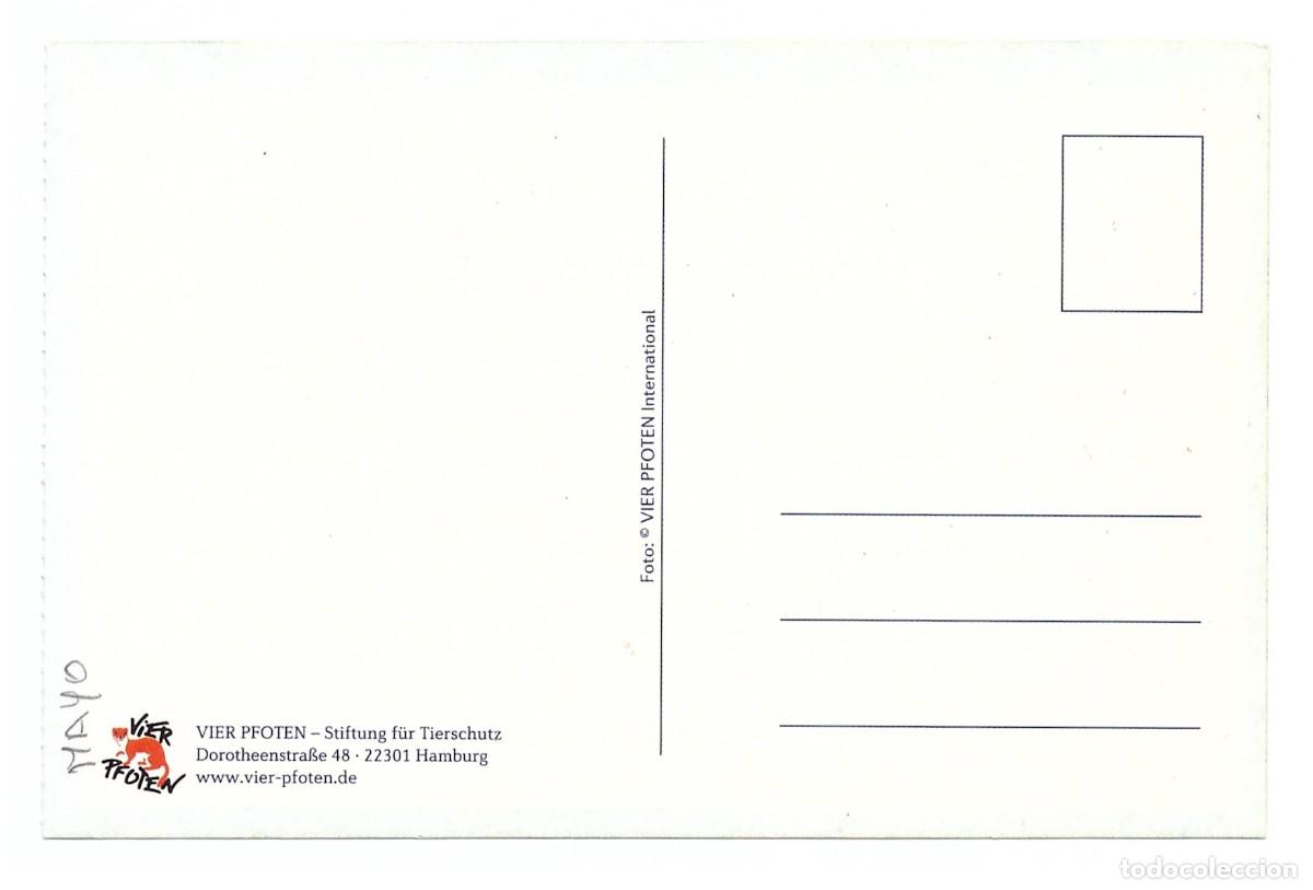Postales: OSO PARDO &bull; SIN CIRCULAR - Foto 2