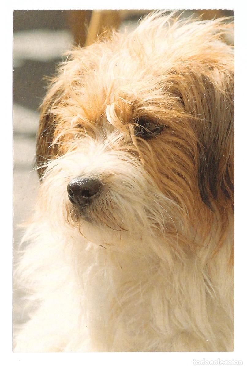 Postales: PERRO MESTIZO &bull; SIN CIRCULAR - Foto 1