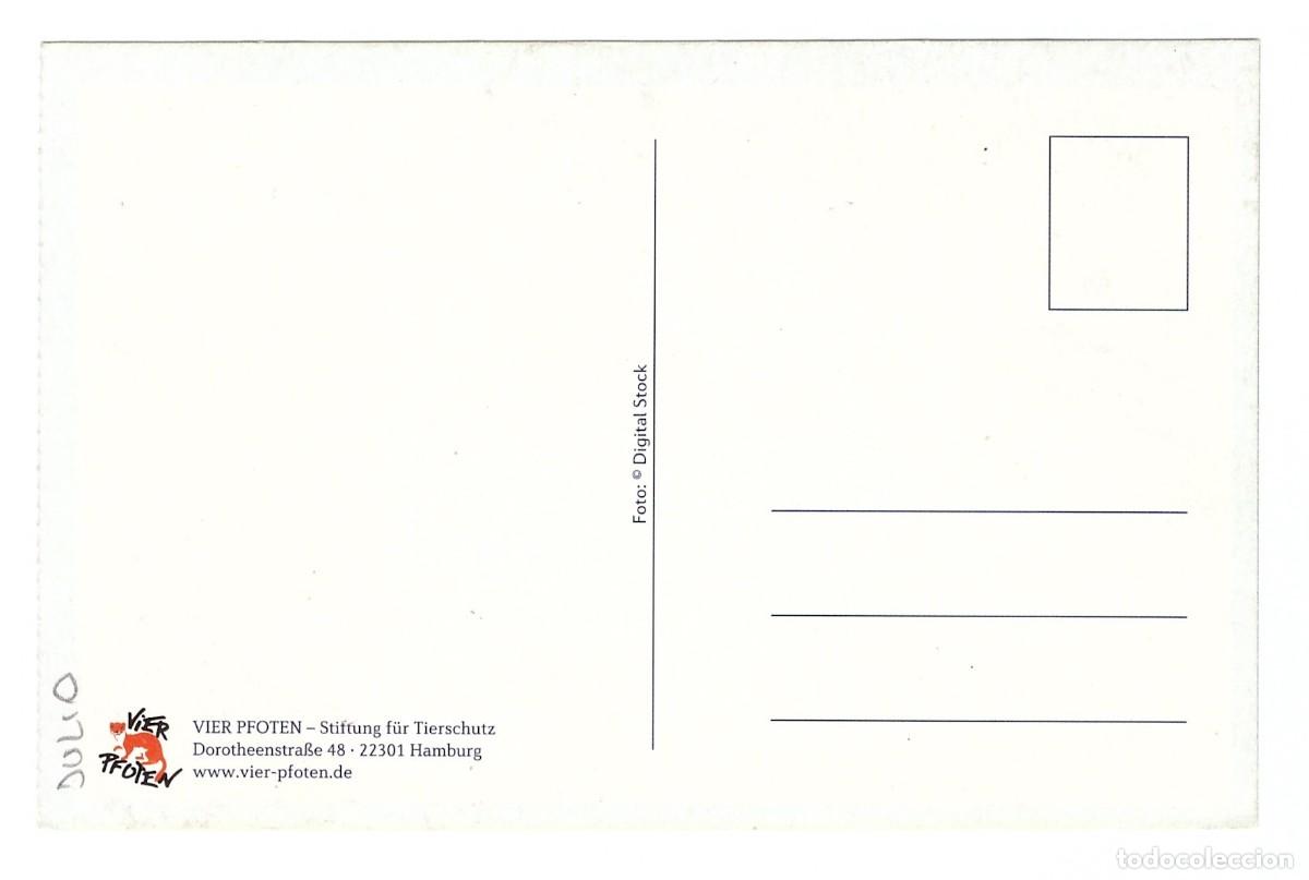 Postales: PERRO MESTIZO &bull; SIN CIRCULAR - Foto 2