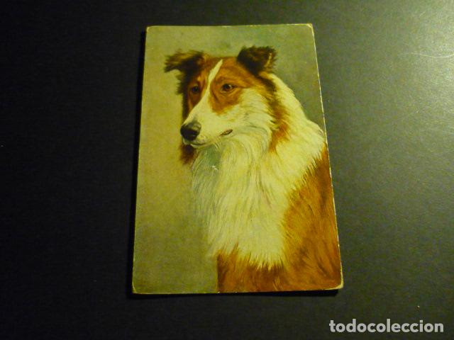 Postales: CABEZA DE PERRO POSTAL - Foto 1