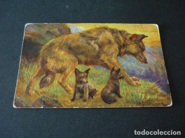 Postales: LOBA CON LOBATOS POSTAL - Foto 1