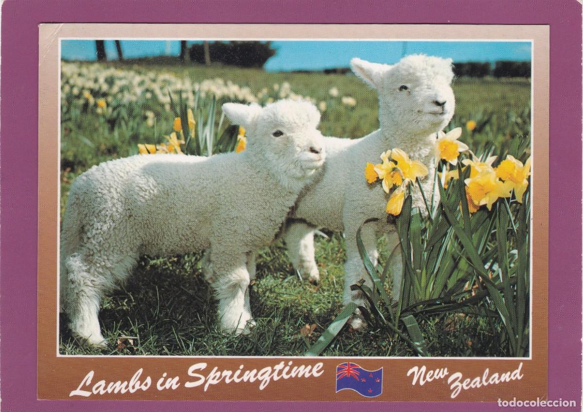 Postales: NUEVA ZELANDA. CORDEROS Y NARCISOS - Foto 1
