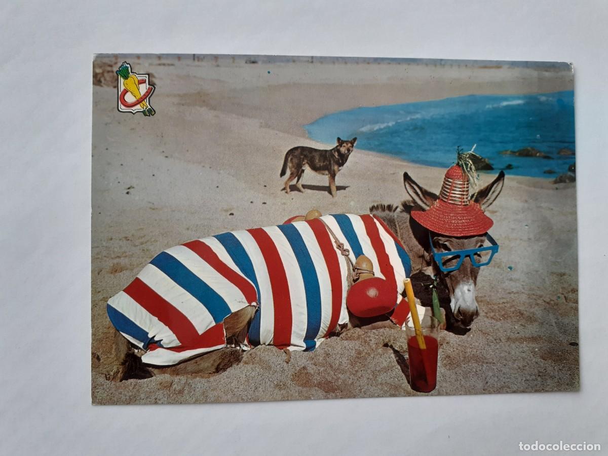 Postales: POSTAL - BURRO EN LA PLAYA ANIMALES YO TRANQUILO - NUM. 1 - Foto 1