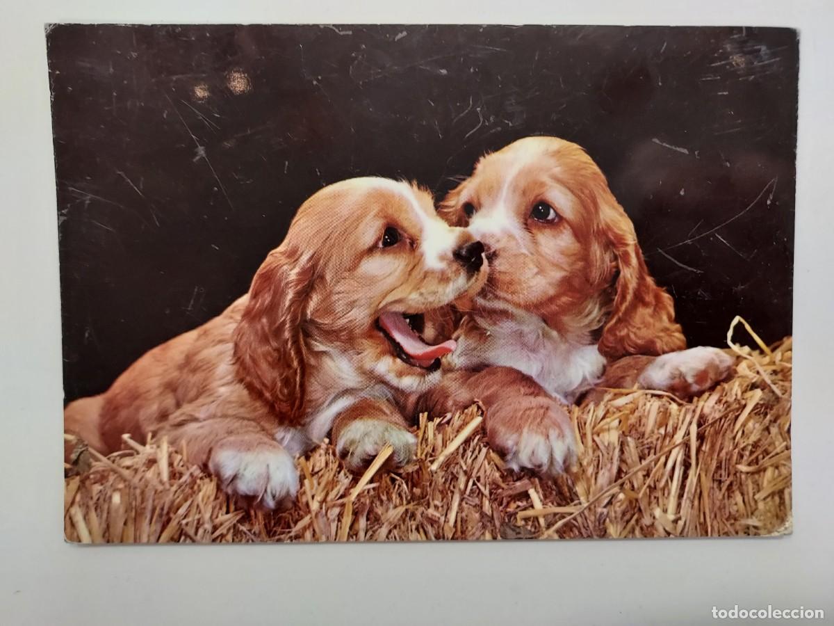 Postales: POSTAL PERRO (COCKER SPANIEL). ESCRITA - Foto 1