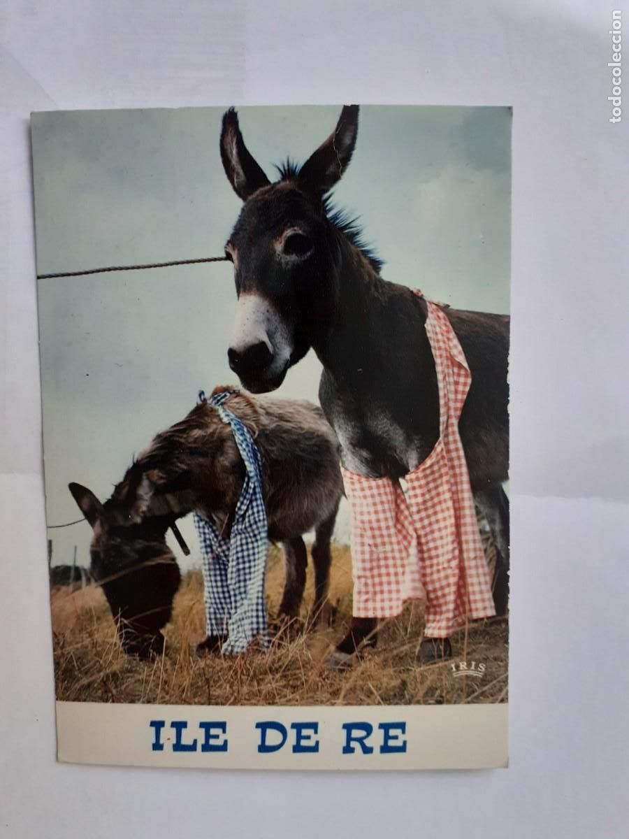 Postales: POSTAL - BURROS ILE DE RE - Foto 1