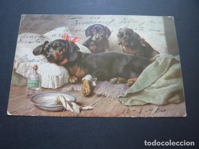 Postales: PERRA CON CACHORROS POSTAL ILUSTRADA - Foto 1