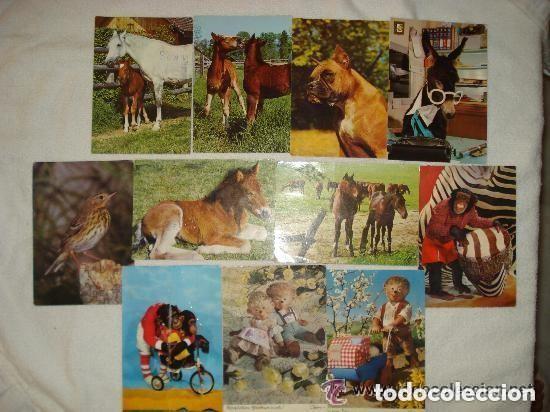 Postales: POSTALES ANTIGUAS TEMA ANIMALES - Foto 1