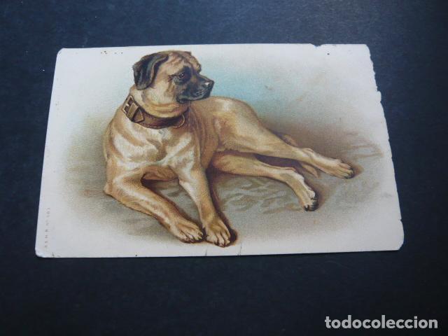 Postales: PERRO POSTAL CROMOLITOGRAFICA - Foto 1