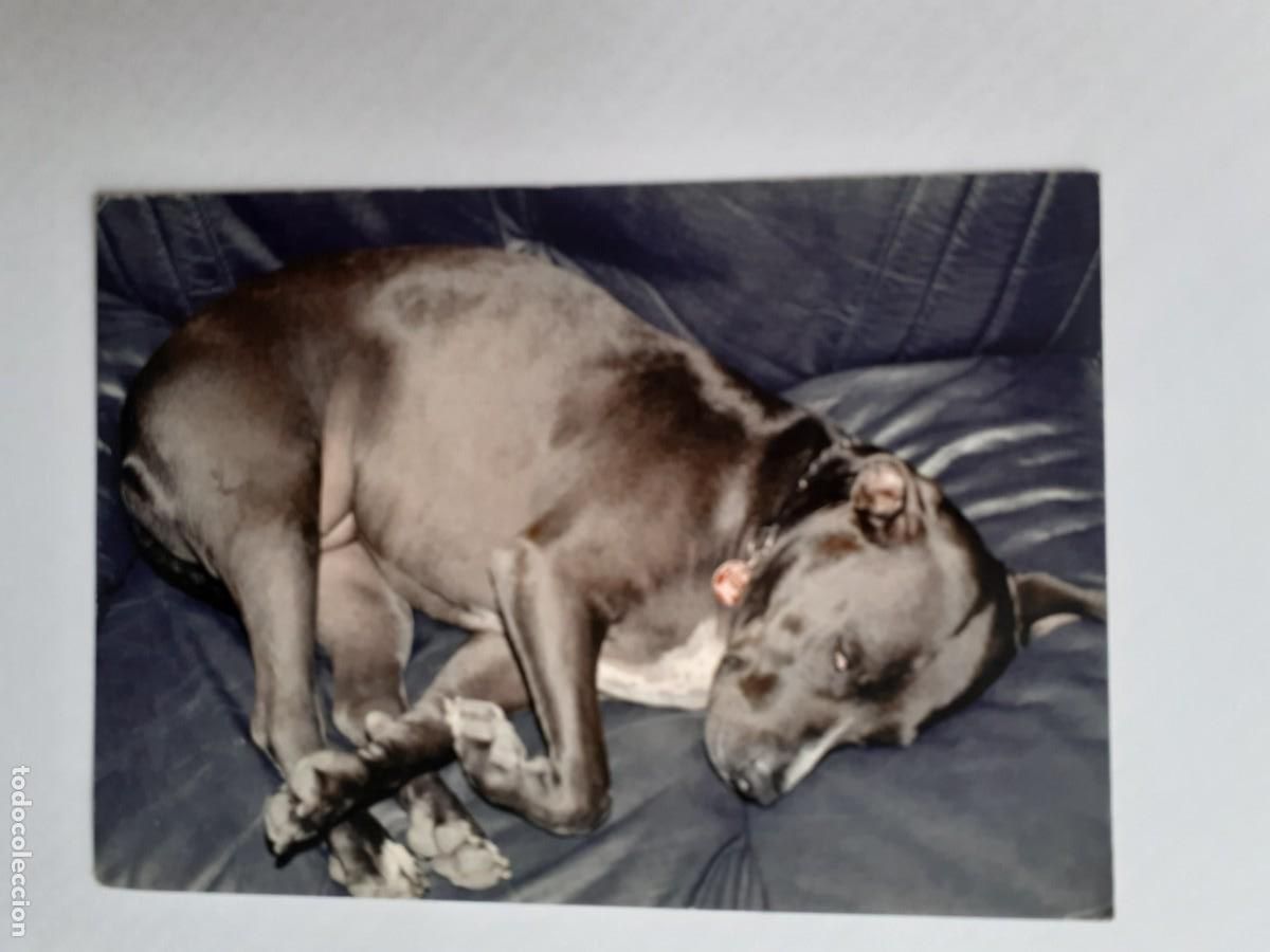 Postales: POSTAL PUBLICITARIA - PITBULL RAZA DE PERRO - Foto 1