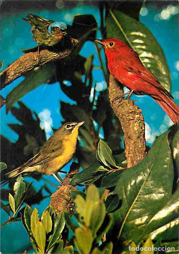 Postales: Animaux - Oiseaux - CPM - Voir Scans Recto-Verso - Foto 1