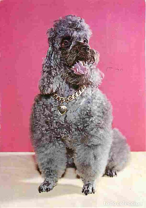 Postales: Animaux - Chiens - Caniche - CPM - Voir Scans Recto-Verso - Foto 1