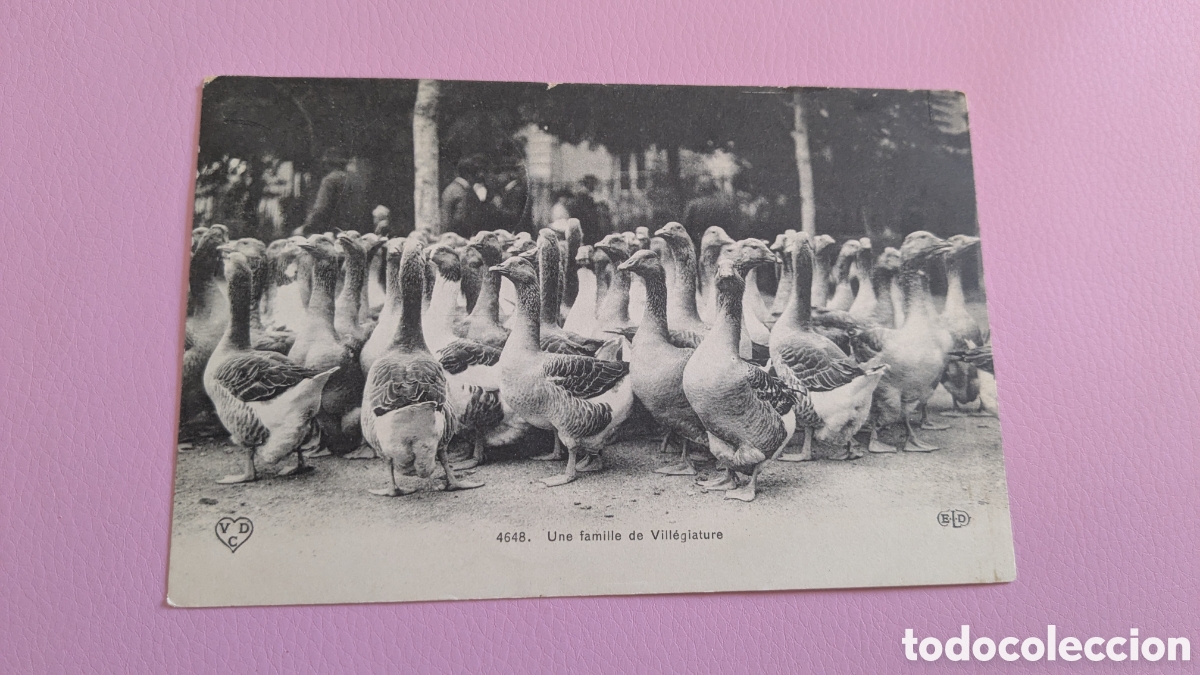 Postales: Gansos. Postal antigua Francia. - Foto 1