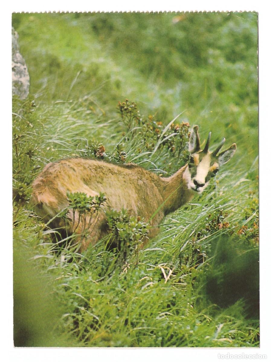 Postales: Junggemse. Impresa en Alemania. - Foto 1