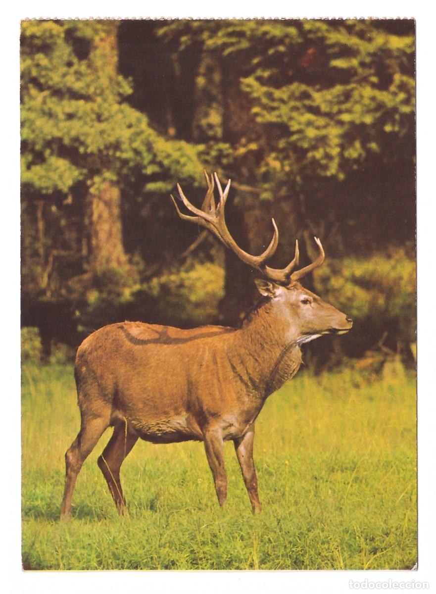 Postales: Rothirsch. Impresa en Alemania. - Foto 1
