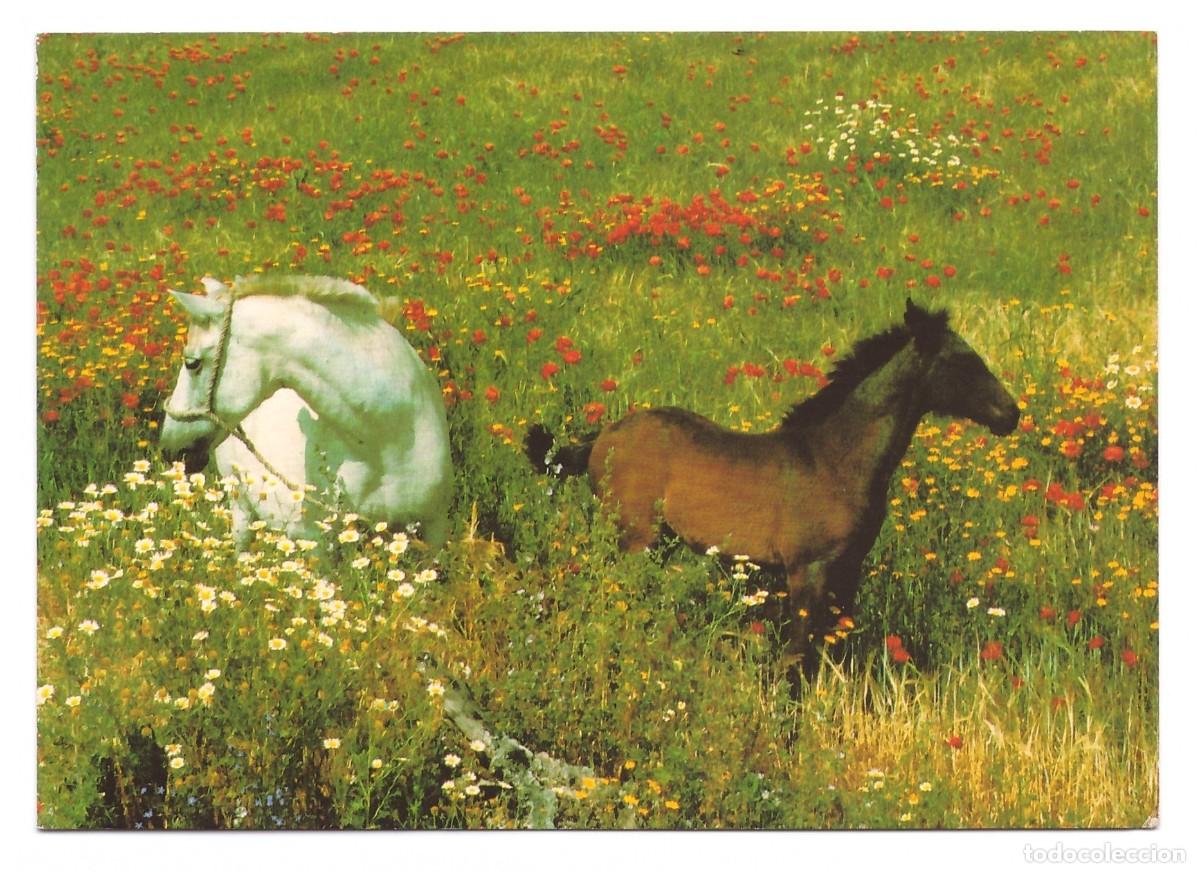 Postales: Caballos en la campi&ntilde;a. - Foto 1