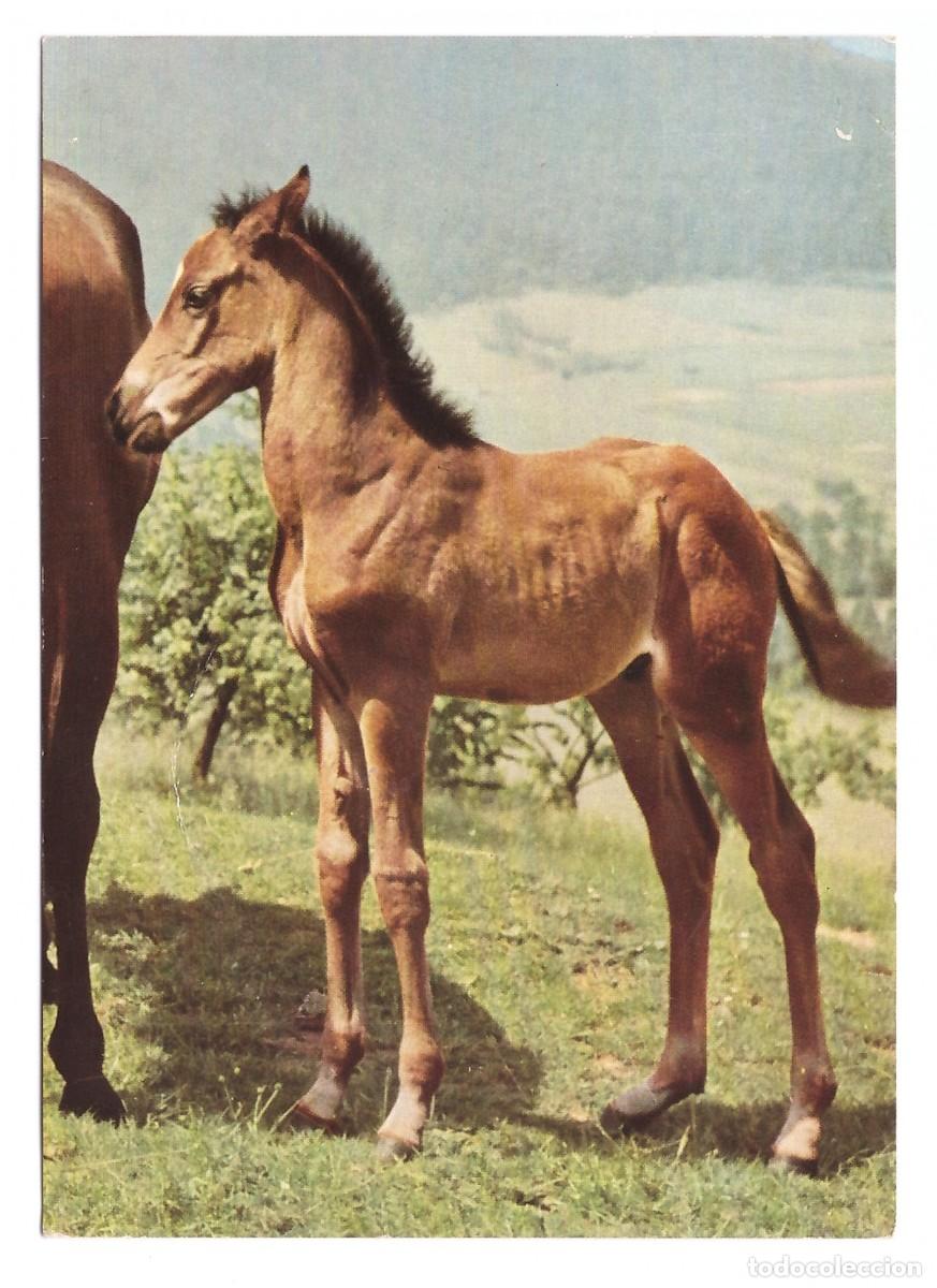 Postales: Vollblutfohlen. POPP-KARTE. - Foto 1