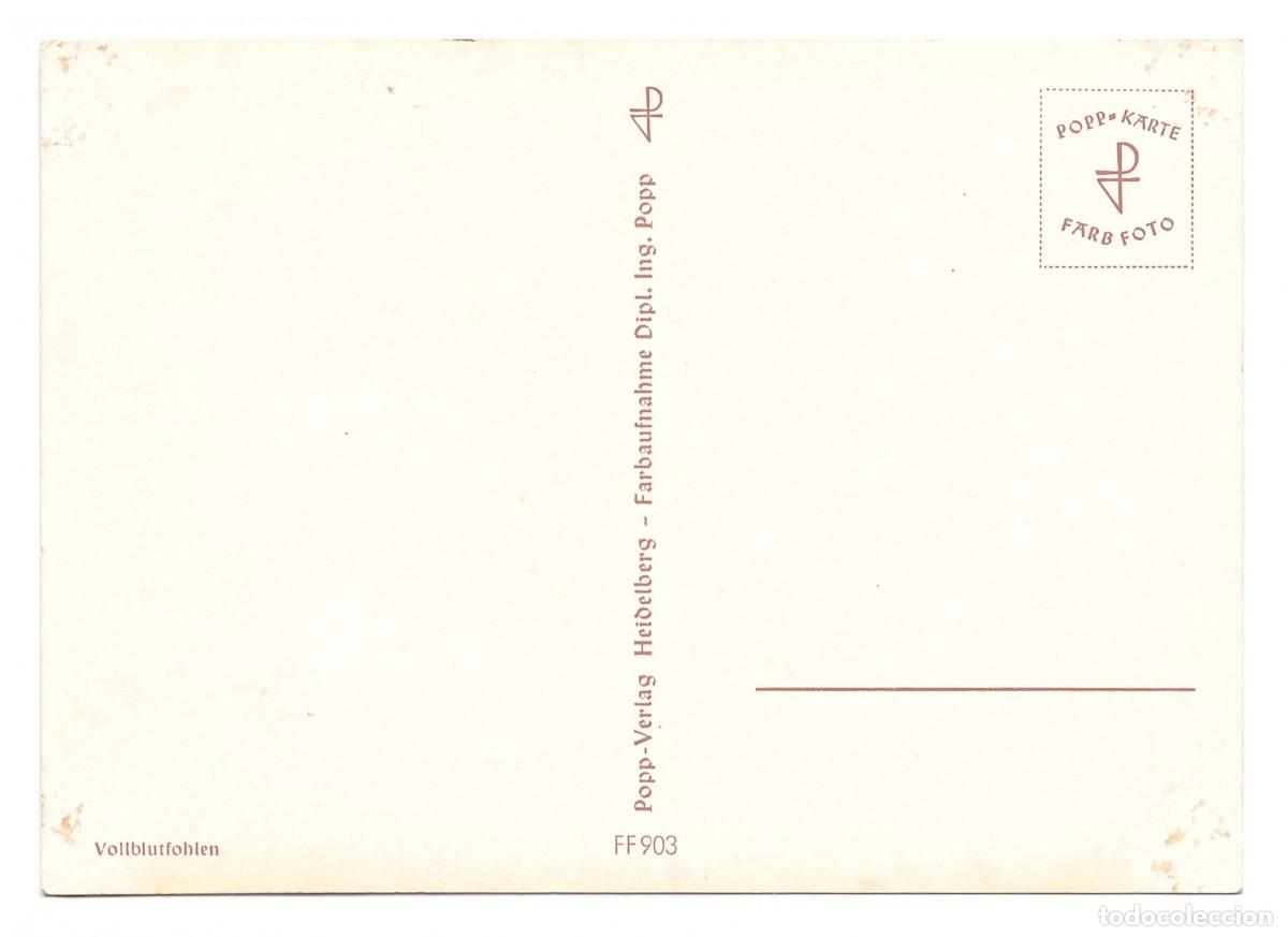 Postales: Vollblutfohlen. POPP-KARTE. - Foto 2