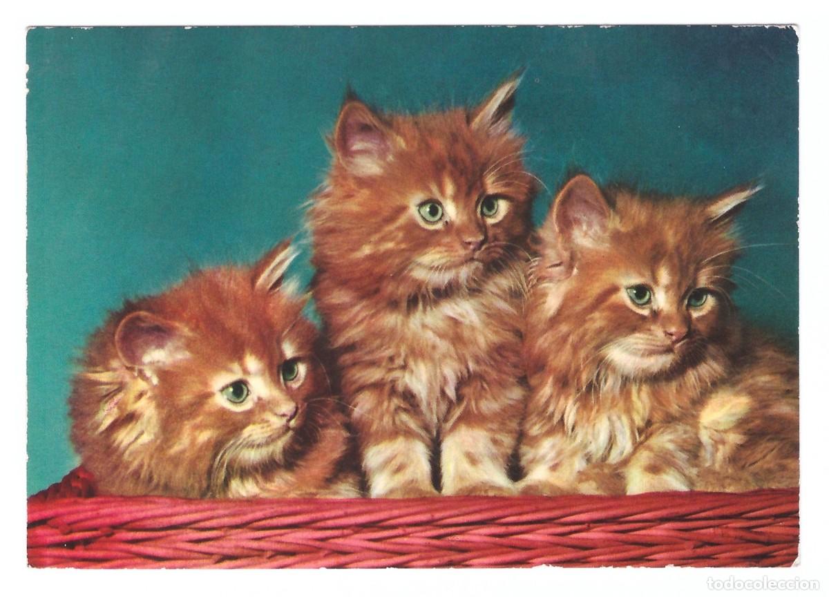 Postales: Gatitos en un canasto. - Foto 1
