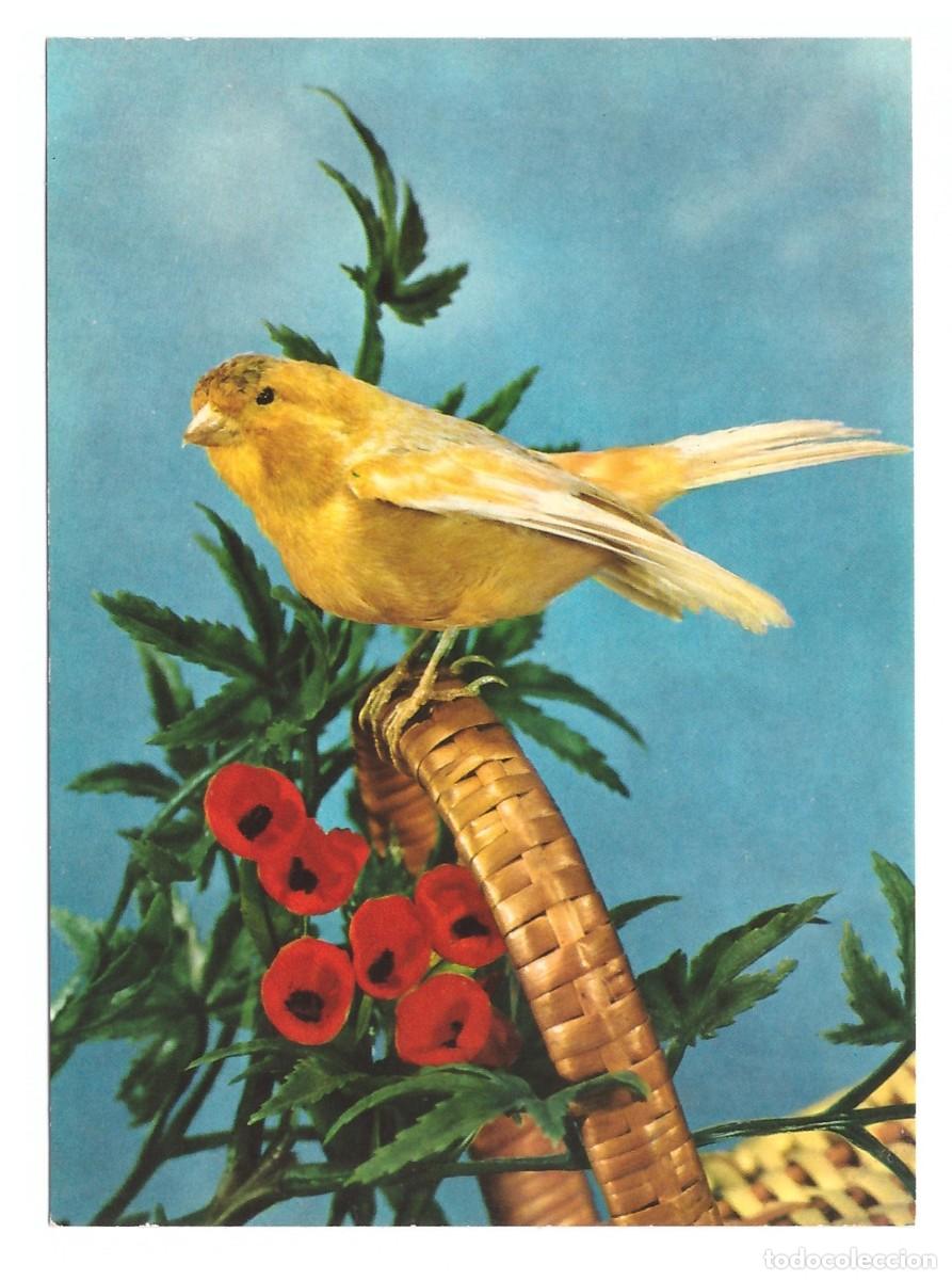 Postales: SERIE PAJAROS. EDICOLOR. - Foto 1