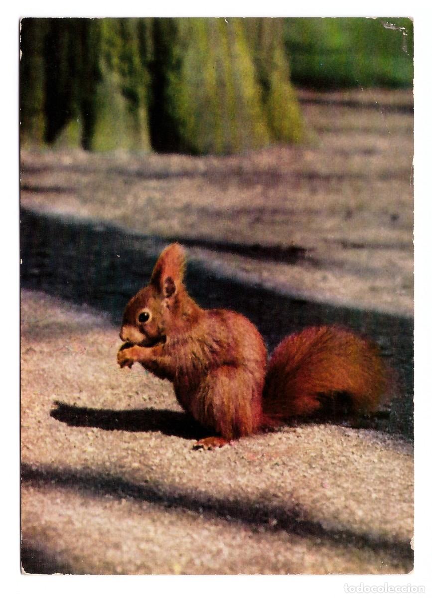 Postales: Eichh&ouml;rnchen. Popp-Karte. - Foto 1
