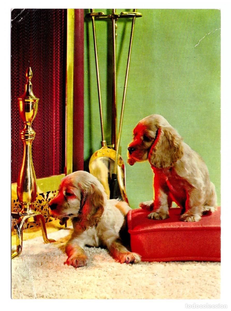 Postales: SERIE PERROS. Edicolor. 1974. - Foto 1