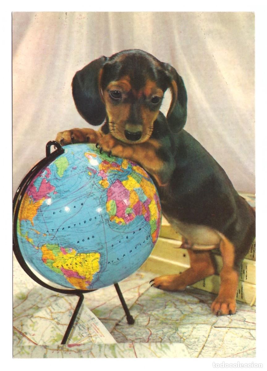 Postales: Perro con globo terr&aacute;queo. - Foto 1