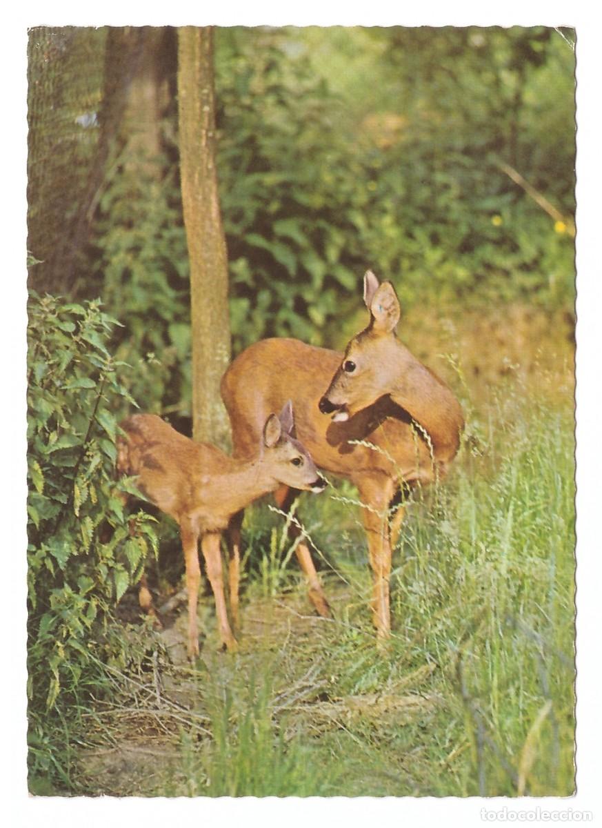 Postales: Deer. Postcard printed in Western Germany. - Foto 1