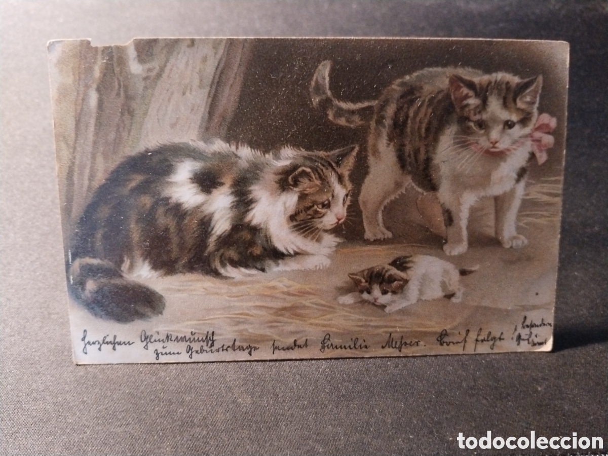 Postales: Postal de Gatos Ilustrada - Foto 1