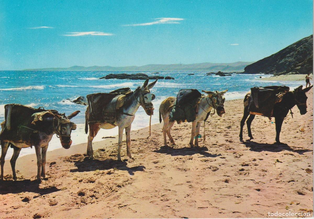 Postales: (970) BURRITOS ARENEROS. COSTA DEL SOL ... SIN CIRCULAR - Foto 1