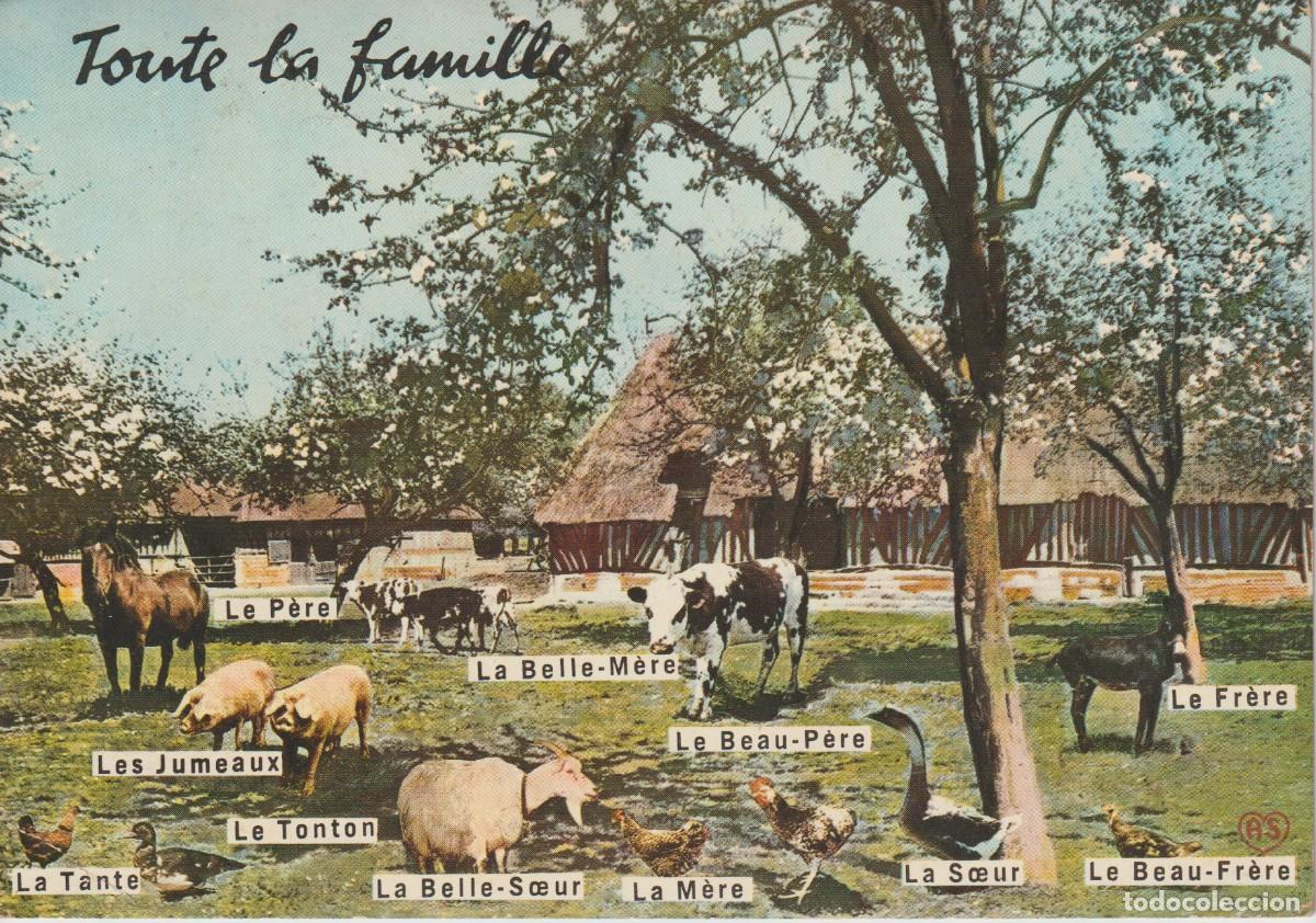 Postkarten: POSTAL ANIMALES DE GRANJA. TODA LA FAMILIA