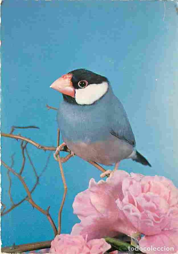 Postales: Animaux - Oiseaux - Calfat Gris de Java - CPM - Voir Scans Recto-Verso - Foto 1