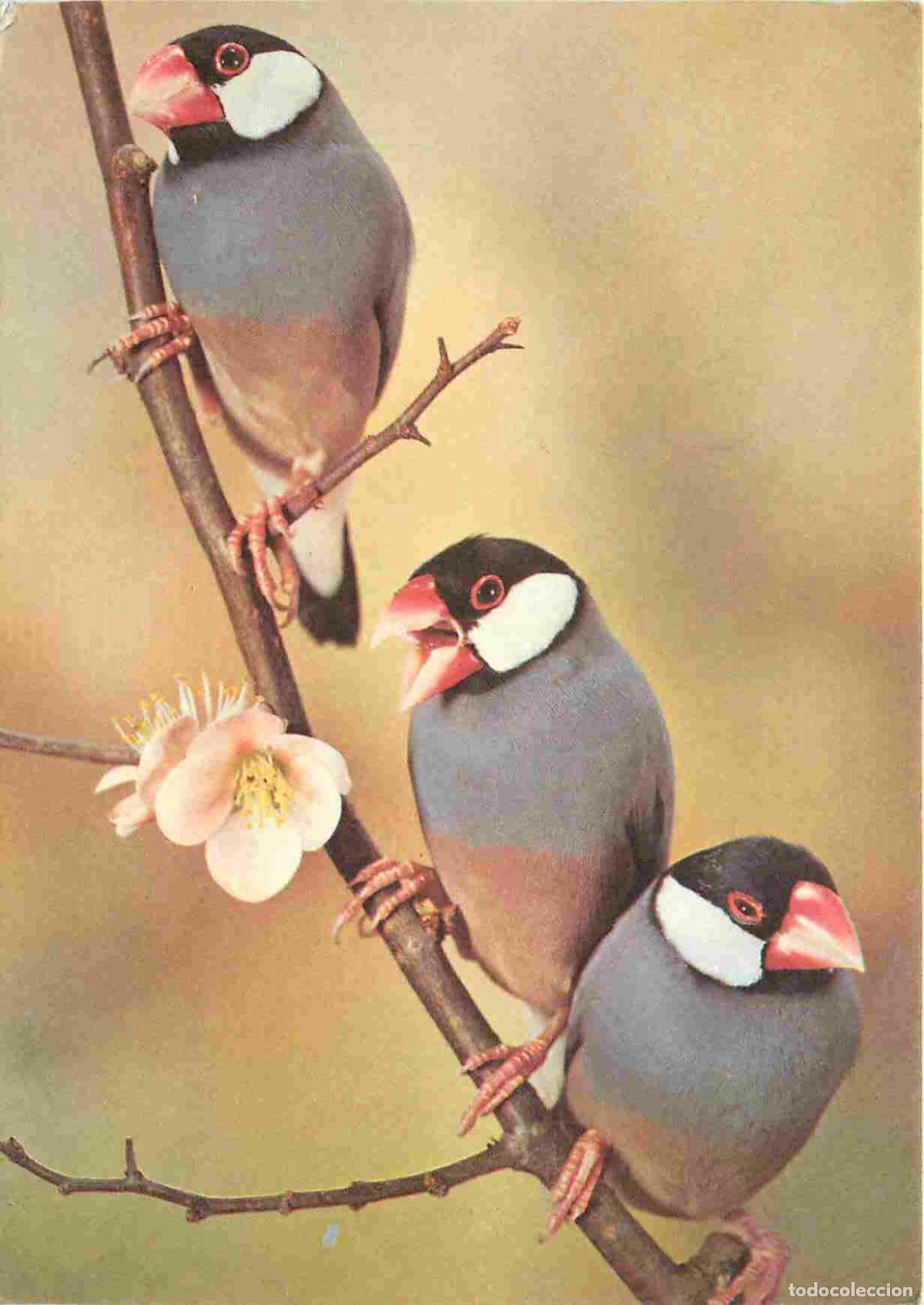 Postales: Animaux - Oiseaux - Padda de Java - CPM - Voir Scans Recto-Verso - Foto 1