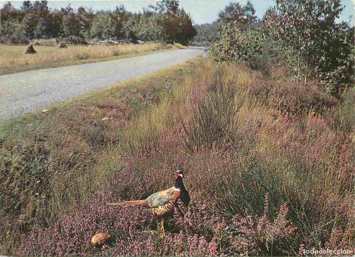 Postales: Animaux - Oiseaux - Faisans - CPM - Voir Scans Recto-Verso - Foto 1