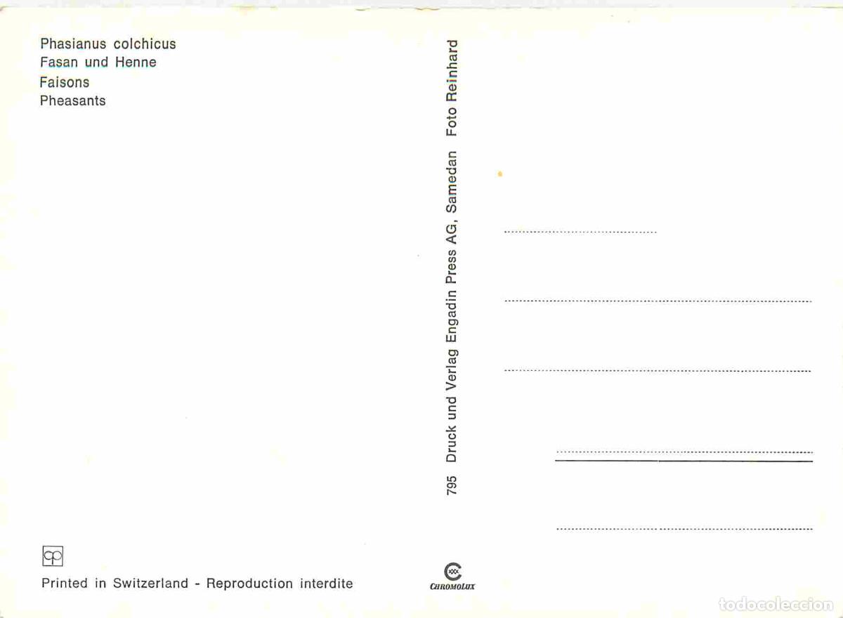 Postales: Animaux - Oiseaux - Faisans - CPM - Voir Scans Recto-Verso - Foto 2