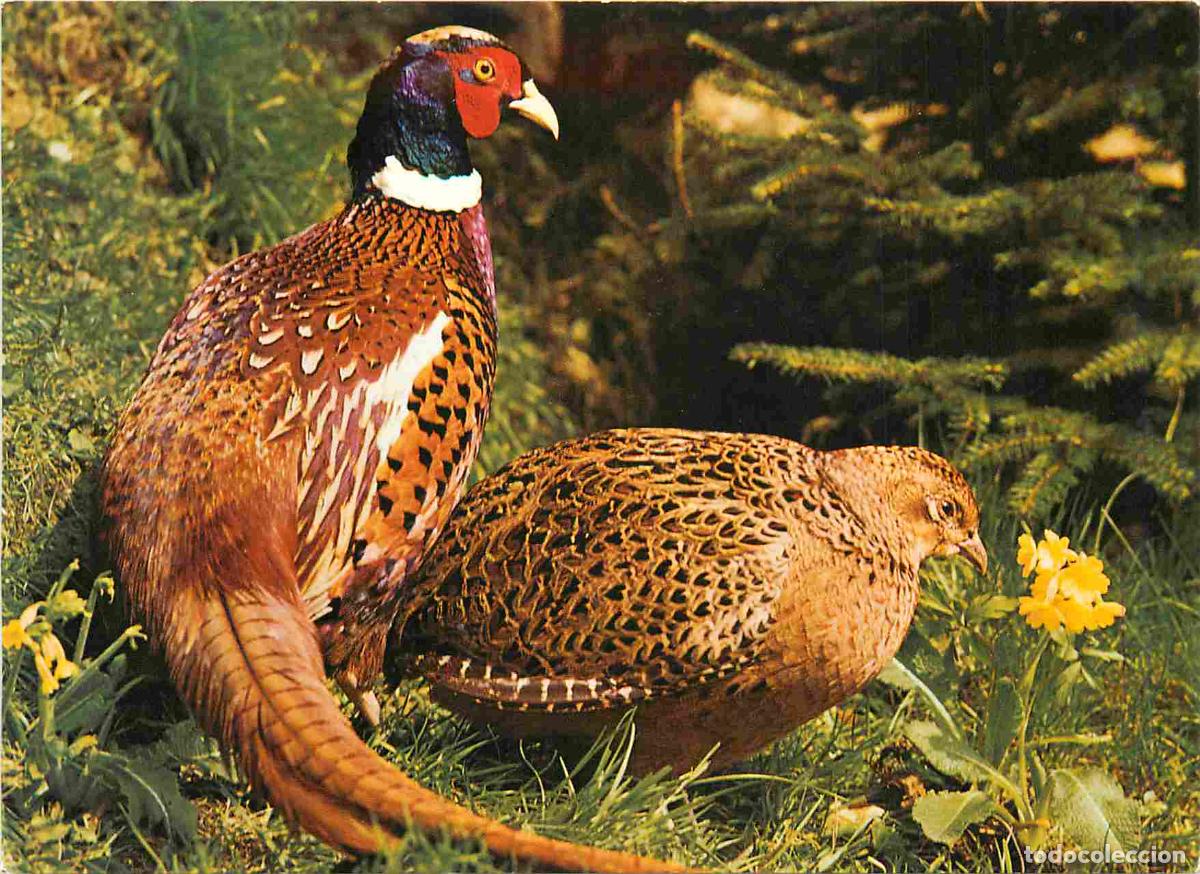 Postales: Animaux - Oiseaux - Faisans - CPM - Voir Scans Recto-Verso - Foto 1