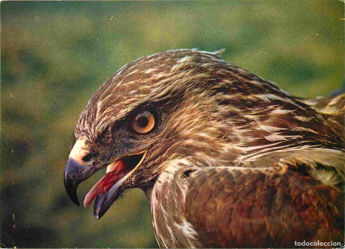 Postales: Animaux - Oiseaux - Rapaces - Buse variable - Common Buzzard - CPM - Voir Scans Recto-Verso - Foto 1