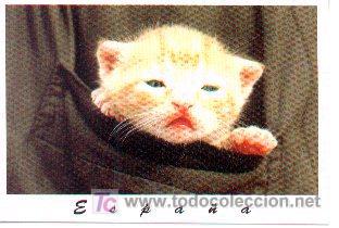 Postales: 07-3. Postal Gato en bolsillo - Foto 1