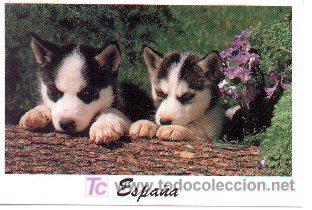 Postales: 07-5. Postal Perros - Foto 1