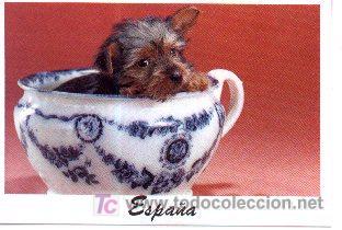 Postales: 07-8. Postal Perro en Jarr&oacute;n - Foto 1
