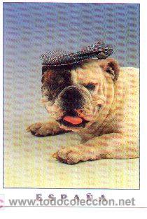 Postales: 07-9. Postal Perro con gorra - Foto 1