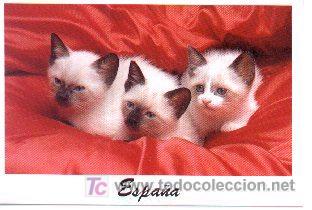 Postales: 07-10. Postal Tres Gatos - Foto 1