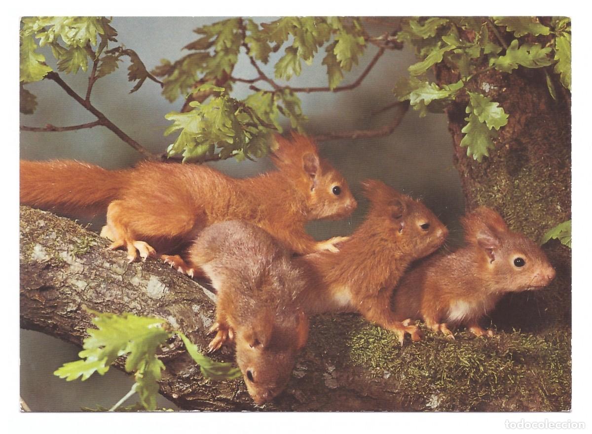 Postales: Sciurus vulgaris L. Junge Eichh&ouml;rnchen. - Foto 1