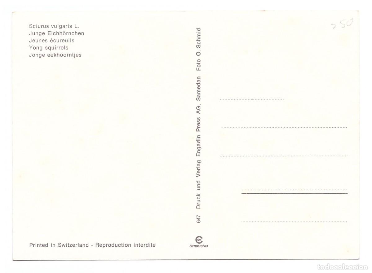 Postales: Sciurus vulgaris L. Junge Eichh&ouml;rnchen. - Foto 2