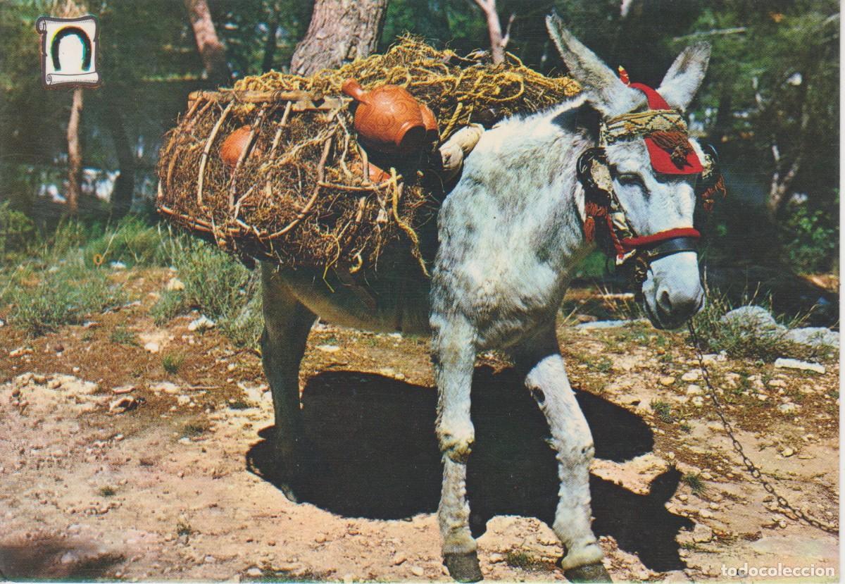 Postales: (256) BURRITO ALFARERO TIPICO - Foto 1