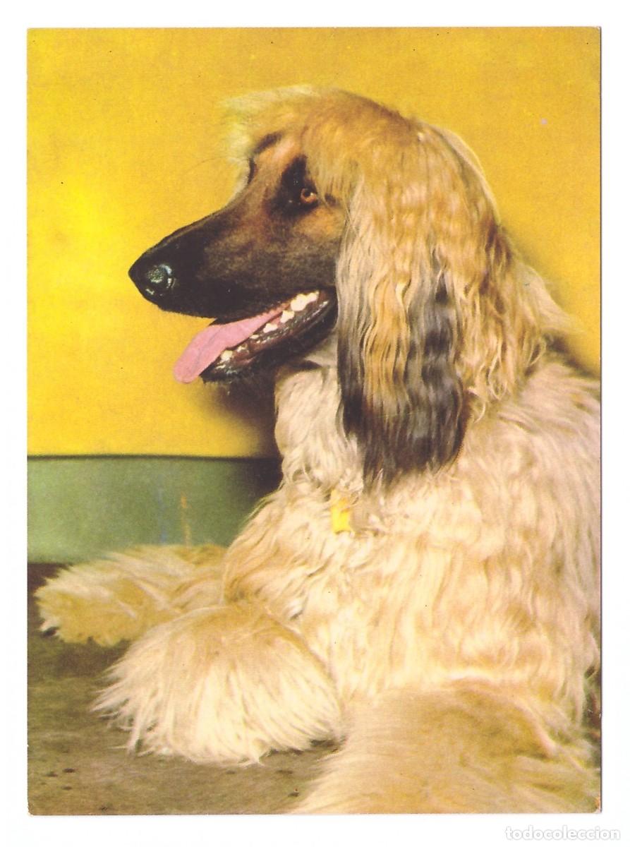 Postales: SERIE PERROS. Edicolor. 1977. - Foto 1